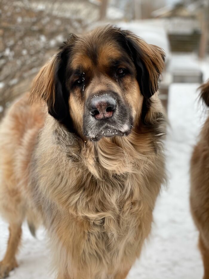 Hey Pandas, What Would Your Pet’s Profile Picture Be If They Could Have One? (Closed) Hey Pandas, What Would Your Pet’s Profile Picture Be If They Could Have One? (Closed)