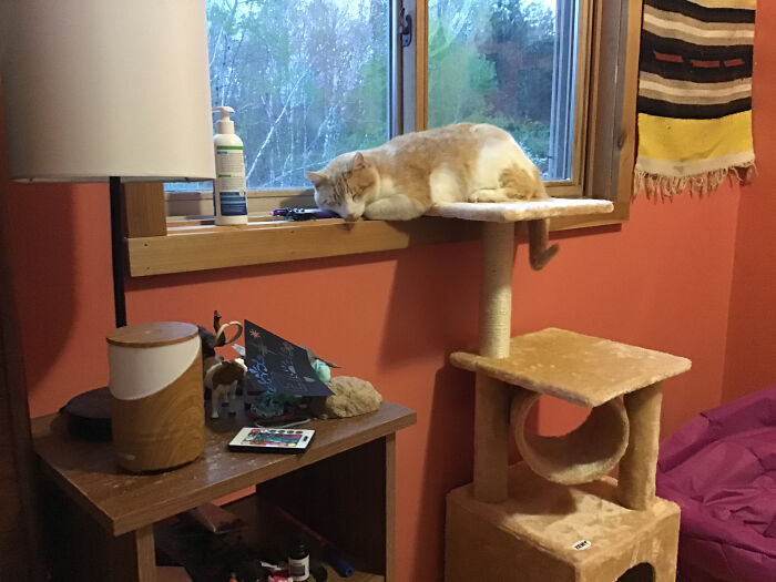 Hey Pandas, What Would Your Pet’s Profile Picture Be If They Could Have One? (Closed) Hey Pandas, What Would Your Pet’s Profile Picture Be If They Could Have One? (Closed)