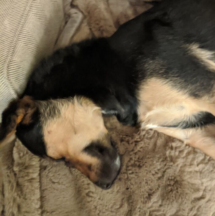 Hey Pandas, What Would Your Pet’s Profile Picture Be If They Could Have One? (Closed) Hey Pandas, What Would Your Pet’s Profile Picture Be If They Could Have One? (Closed)