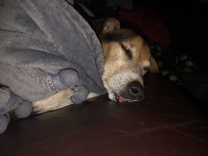 Hey Pandas, What Would Your Pet’s Profile Picture Be If They Could Have One? (Closed) Hey Pandas, What Would Your Pet’s Profile Picture Be If They Could Have One? (Closed)