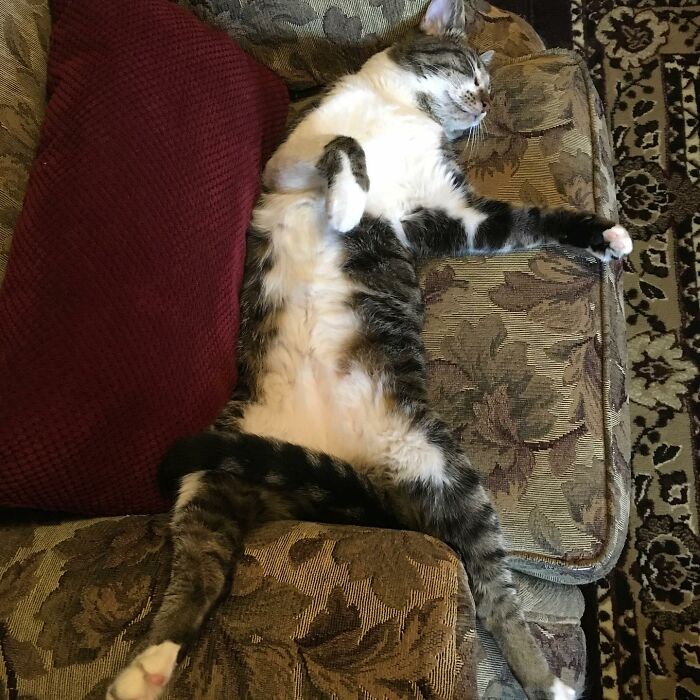 Hey Pandas, What Would Your Pet’s Profile Picture Be If They Could Have One? (Closed) Hey Pandas, What Would Your Pet’s Profile Picture Be If They Could Have One? (Closed)