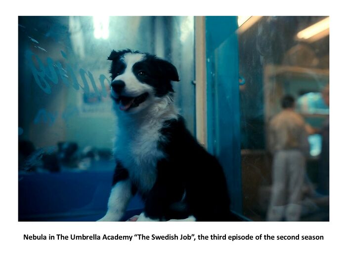 Hey Pandas, What Would Your Pet’s Profile Picture Be If They Could Have One? (Closed) Hey Pandas, What Would Your Pet’s Profile Picture Be If They Could Have One? (Closed)