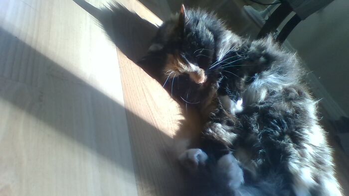 Hey Pandas, What Would Your Pet’s Profile Picture Be If They Could Have One? (Closed) Hey Pandas, What Would Your Pet’s Profile Picture Be If They Could Have One? (Closed)