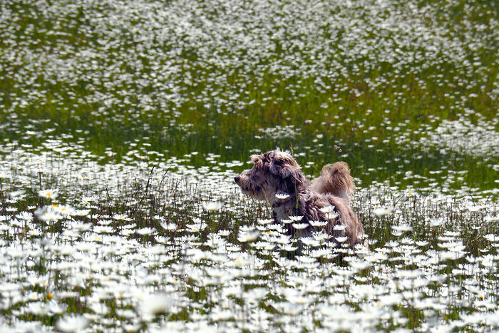 Hey Pandas, What Would Your Pet’s Profile Picture Be If They Could Have One? (Closed) Hey Pandas, What Would Your Pet’s Profile Picture Be If They Could Have One? (Closed)