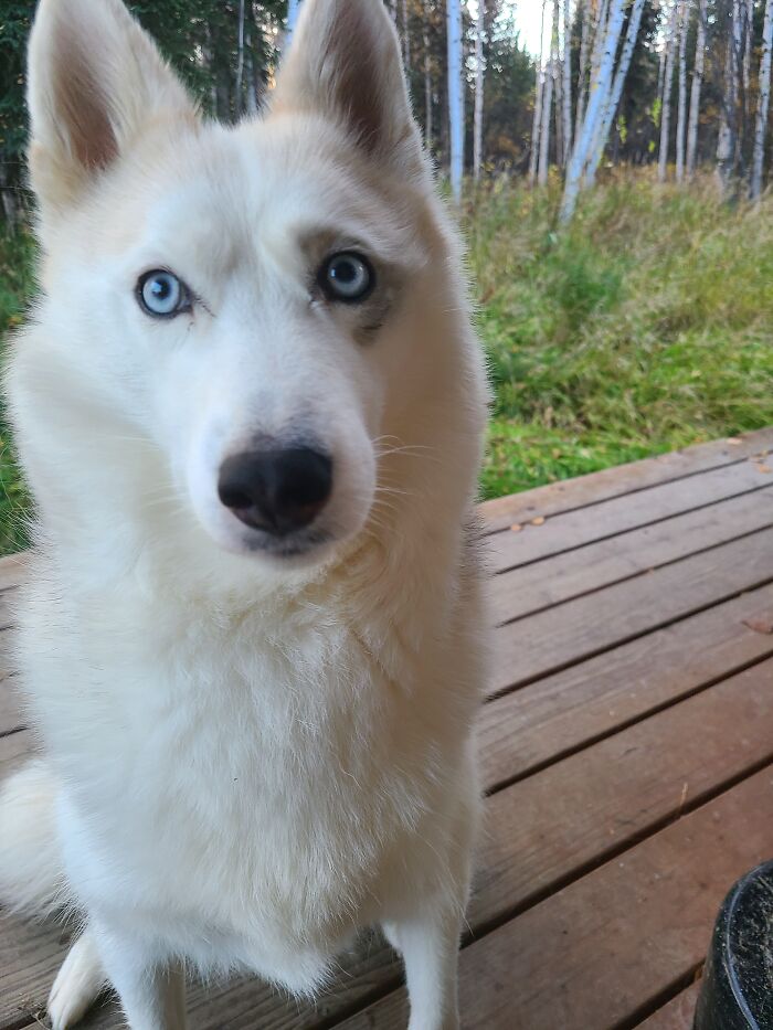 Hey Pandas, What Would Your Pet’s Profile Picture Be If They Could Have One? (Closed) Hey Pandas, What Would Your Pet’s Profile Picture Be If They Could Have One? (Closed)