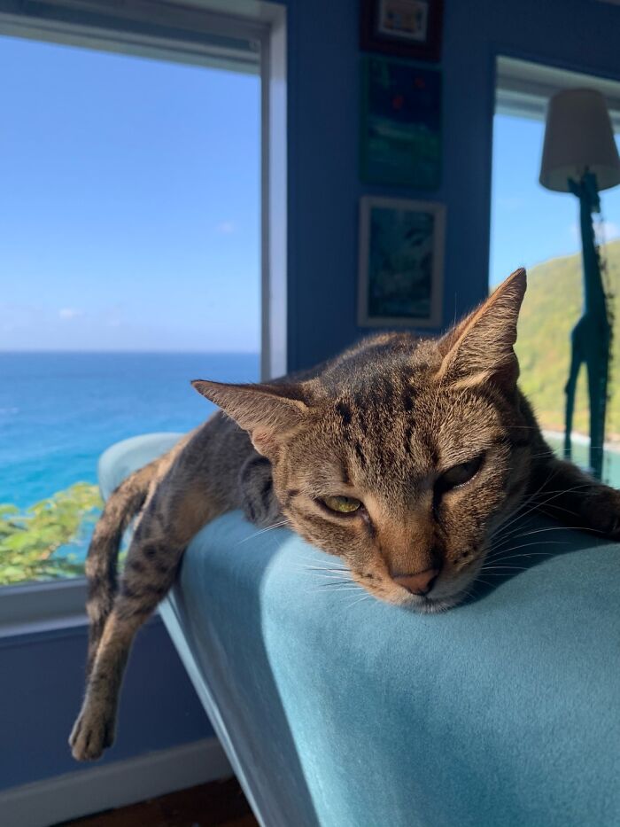 Hey Pandas, What Would Your Pet’s Profile Picture Be If They Could Have One? (Closed) Hey Pandas, What Would Your Pet’s Profile Picture Be If They Could Have One? (Closed)