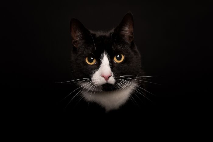 Hey Pandas, What Would Your Pet’s Profile Picture Be If They Could Have One? (Closed) Hey Pandas, What Would Your Pet’s Profile Picture Be If They Could Have One? (Closed)