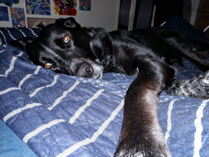 Hey Pandas, What Would Your Pet’s Profile Picture Be If They Could Have One? (Closed) Hey Pandas, What Would Your Pet’s Profile Picture Be If They Could Have One? (Closed)