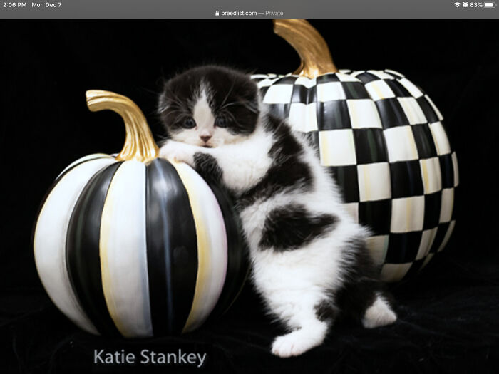 Hey Pandas, What Would Your Pet’s Profile Picture Be If They Could Have One? (Closed) Hey Pandas, What Would Your Pet’s Profile Picture Be If They Could Have One? (Closed)