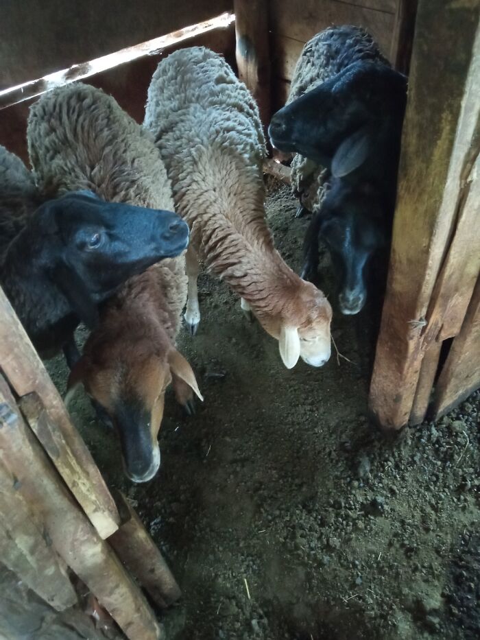 Hey Pandas, What Would Your Pet’s Profile Picture Be If They Could Have One? (Closed) Hey Pandas, What Would Your Pet’s Profile Picture Be If They Could Have One? (Closed)