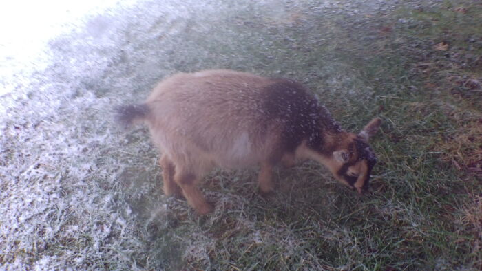 Hey Pandas, What Would Your Pet’s Profile Picture Be If They Could Have One? (Closed) Hey Pandas, What Would Your Pet’s Profile Picture Be If They Could Have One? (Closed)