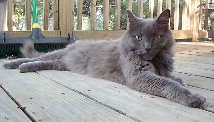 Hey Pandas, What Would Your Pet’s Profile Picture Be If They Could Have One? (Closed) Hey Pandas, What Would Your Pet’s Profile Picture Be If They Could Have One? (Closed)