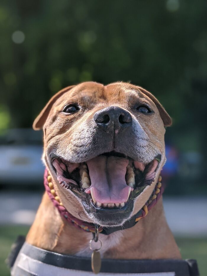 Hey Pandas, What Would Your Pet’s Profile Picture Be If They Could Have One? (Closed) Hey Pandas, What Would Your Pet’s Profile Picture Be If They Could Have One? (Closed)