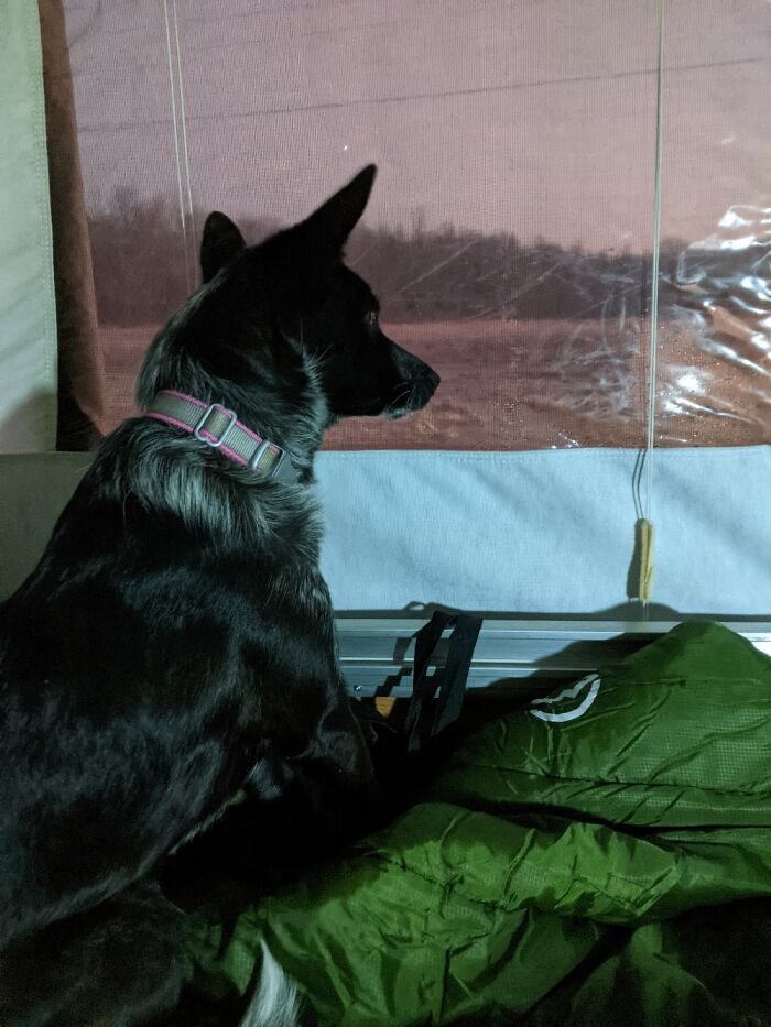 Hey Pandas, What Would Your Pet’s Profile Picture Be If They Could Have One? (Closed) Hey Pandas, What Would Your Pet’s Profile Picture Be If They Could Have One? (Closed)