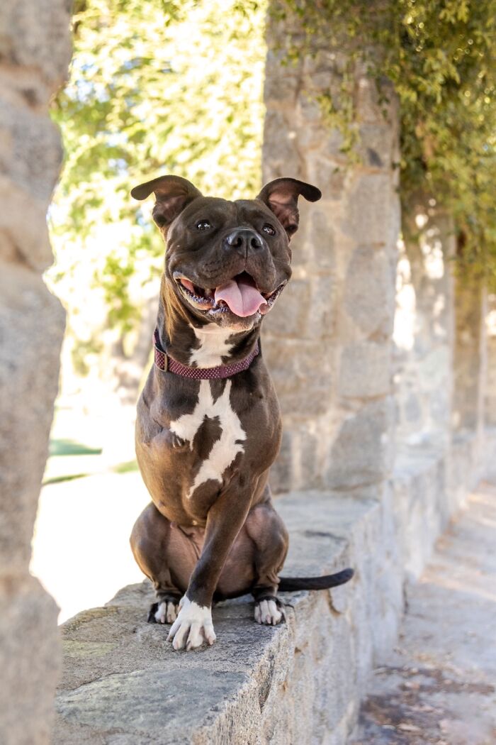 Hey Pandas, What Would Your Pet’s Profile Picture Be If They Could Have One? (Closed) Hey Pandas, What Would Your Pet’s Profile Picture Be If They Could Have One? (Closed)