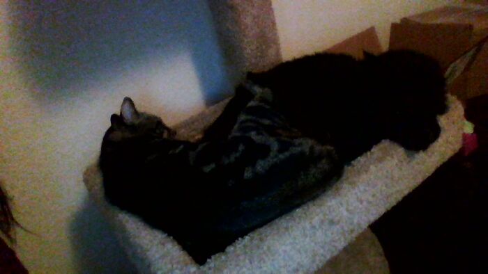 Hey Pandas, What Would Your Pet’s Profile Picture Be If They Could Have One? (Closed) Hey Pandas, What Would Your Pet’s Profile Picture Be If They Could Have One? (Closed)