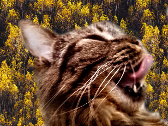 Hey Pandas, What Would Your Pet’s Profile Picture Be If They Could Have One? (Closed) Hey Pandas, What Would Your Pet’s Profile Picture Be If They Could Have One? (Closed)