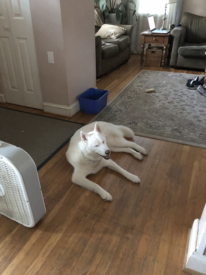 Hey Pandas, What Would Your Pet’s Profile Picture Be If They Could Have One? (Closed) Hey Pandas, What Would Your Pet’s Profile Picture Be If They Could Have One? (Closed)