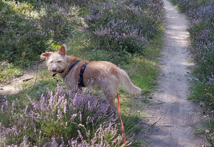 Hey Pandas, What Would Your Pet’s Profile Picture Be If They Could Have One? (Closed) Hey Pandas, What Would Your Pet’s Profile Picture Be If They Could Have One? (Closed)