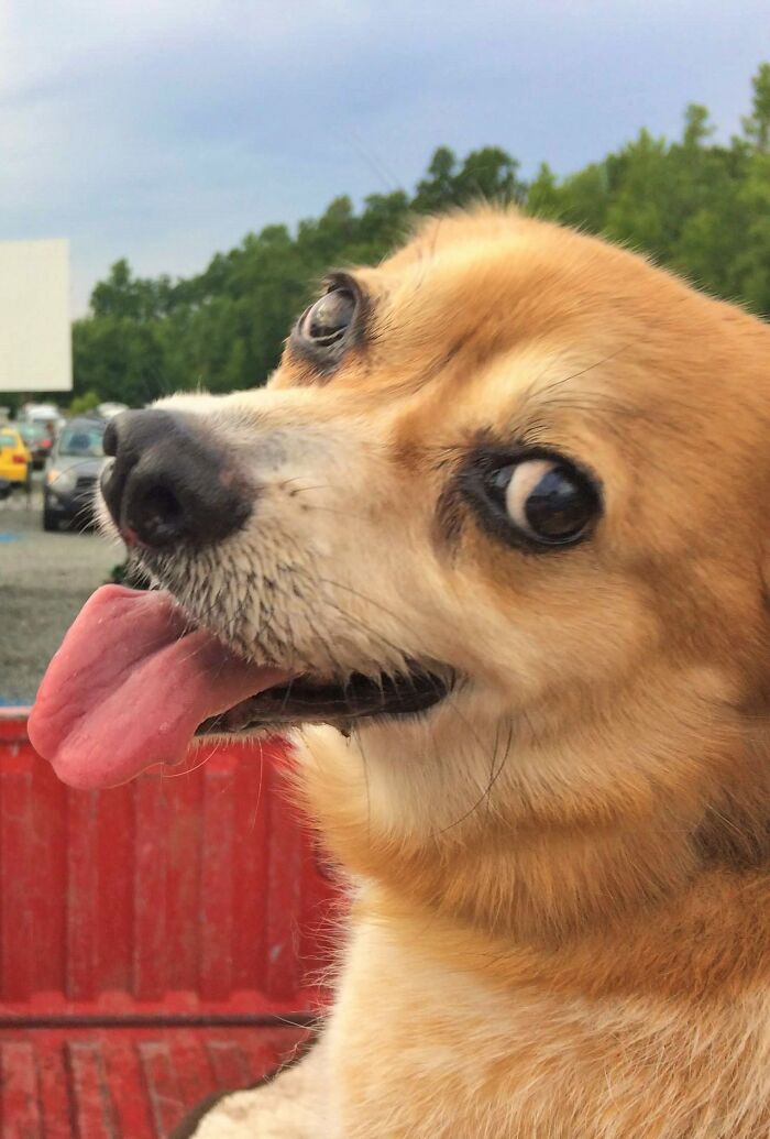 Hey Pandas, What Would Your Pet’s Profile Picture Be If They Could Have One? (Closed) Hey Pandas, What Would Your Pet’s Profile Picture Be If They Could Have One? (Closed)