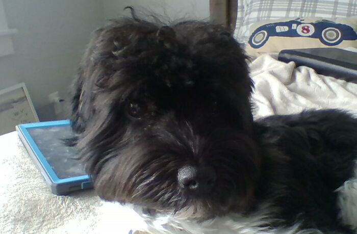 Hey Pandas, What Would Your Pet’s Profile Picture Be If They Could Have One? (Closed) Hey Pandas, What Would Your Pet’s Profile Picture Be If They Could Have One? (Closed)