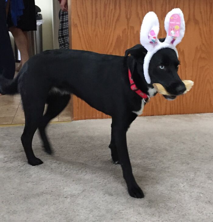 Hey Pandas, What Would Your Pet’s Profile Picture Be If They Could Have One? (Closed) Hey Pandas, What Would Your Pet’s Profile Picture Be If They Could Have One? (Closed)