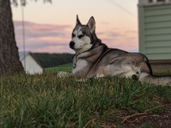 Hey Pandas, What Would Your Pet’s Profile Picture Be If They Could Have One? (Closed) Hey Pandas, What Would Your Pet’s Profile Picture Be If They Could Have One? (Closed)