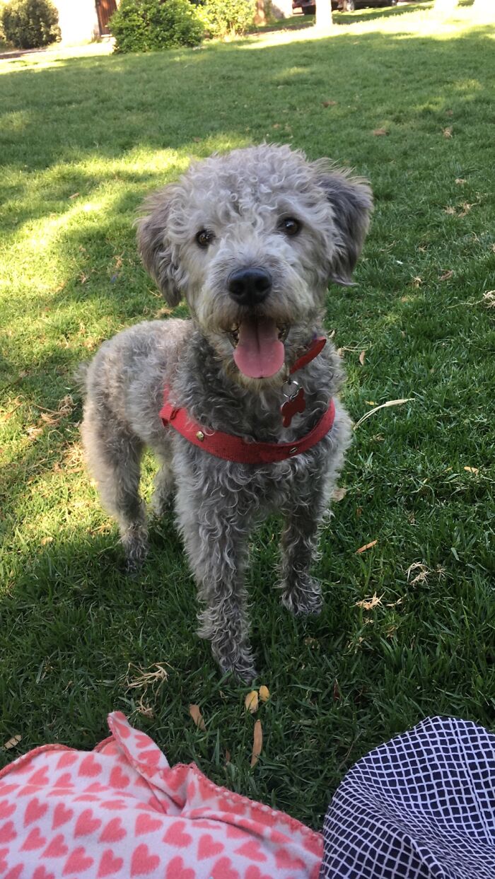 Hey Pandas, What Would Your Pet’s Profile Picture Be If They Could Have One? (Closed) Hey Pandas, What Would Your Pet’s Profile Picture Be If They Could Have One? (Closed)