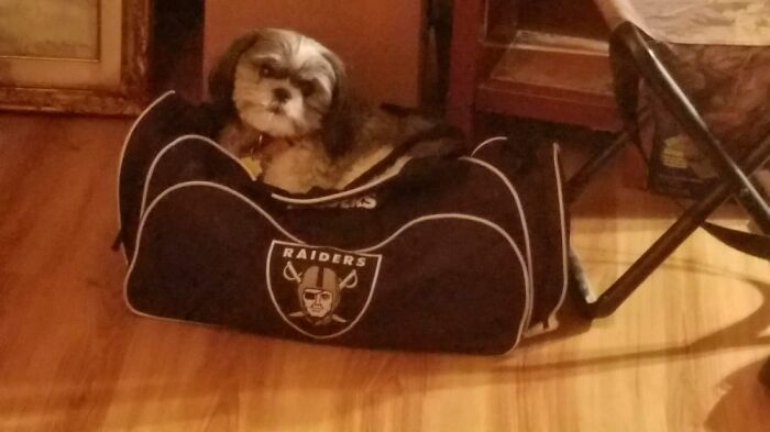 Hey Pandas, What Would Your Pet’s Profile Picture Be If They Could Have One? (Closed) Hey Pandas, What Would Your Pet’s Profile Picture Be If They Could Have One? (Closed)