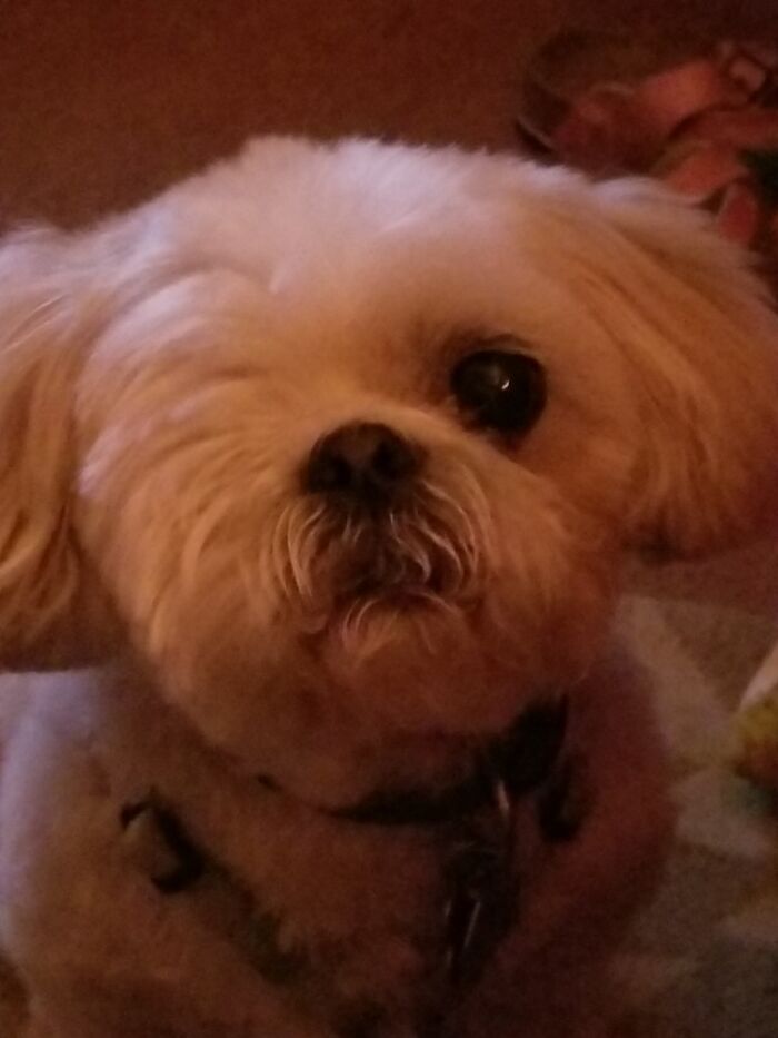 Hey Pandas, What Would Your Pet’s Profile Picture Be If They Could Have One? (Closed) Hey Pandas, What Would Your Pet’s Profile Picture Be If They Could Have One? (Closed)