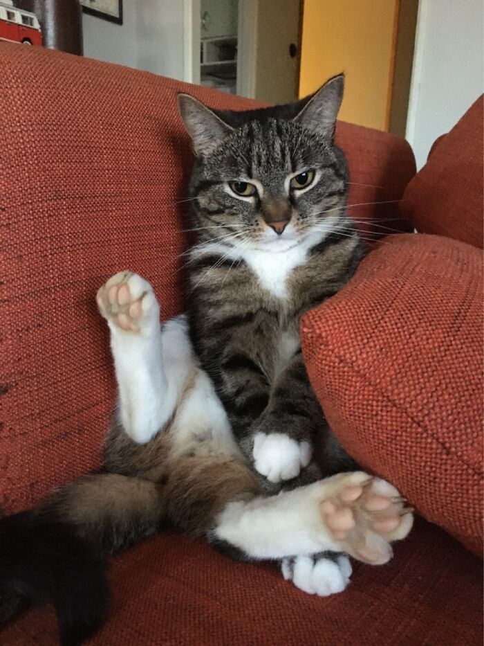 Hey Pandas, What Would Your Pet’s Profile Picture Be If They Could Have One? (Closed) Hey Pandas, What Would Your Pet’s Profile Picture Be If They Could Have One? (Closed)