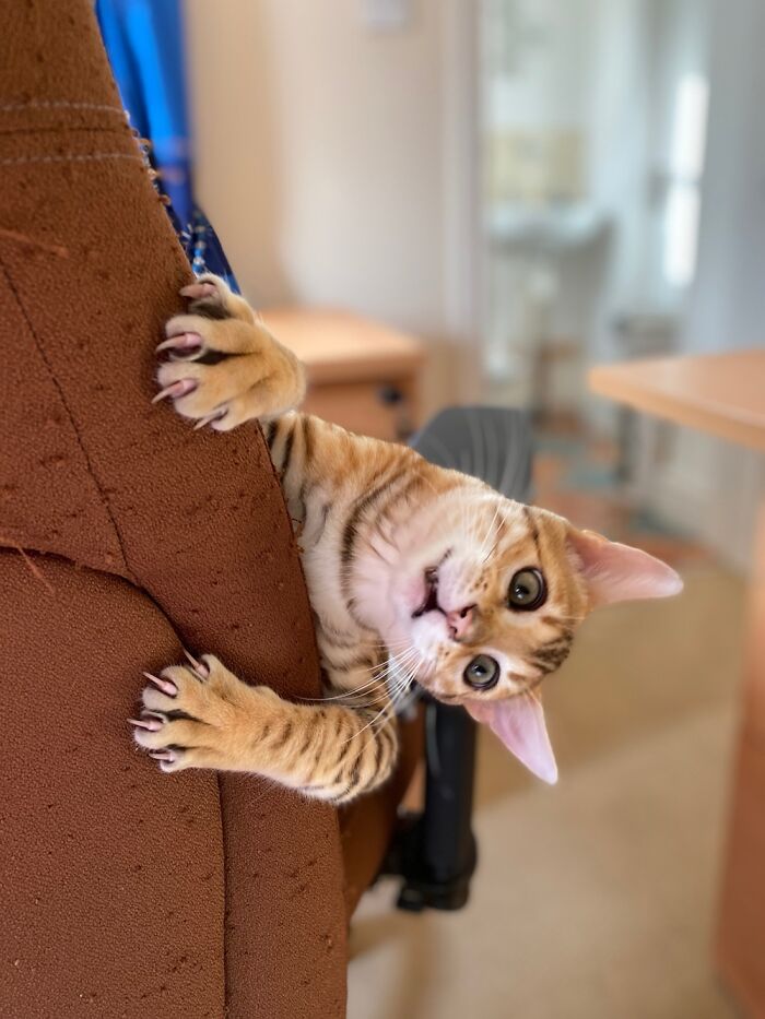 Hey Pandas, What Would Your Pet’s Profile Picture Be If They Could Have One? (Closed) Hey Pandas, What Would Your Pet’s Profile Picture Be If They Could Have One? (Closed)