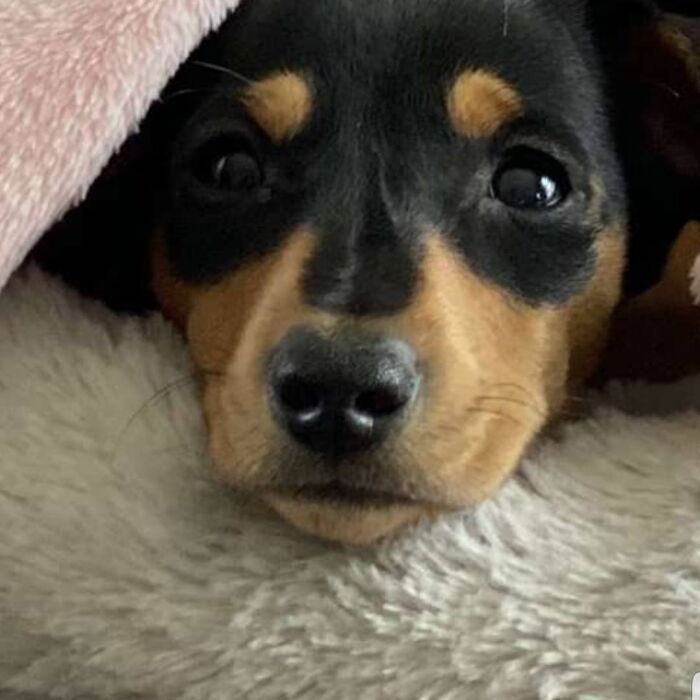 Hey Pandas, What Would Your Pet’s Profile Picture Be If They Could Have One? (Closed) Hey Pandas, What Would Your Pet’s Profile Picture Be If They Could Have One? (Closed)