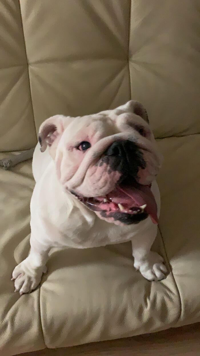 Hey Pandas, What Would Your Pet’s Profile Picture Be If They Could Have One? (Closed) Hey Pandas, What Would Your Pet’s Profile Picture Be If They Could Have One? (Closed)