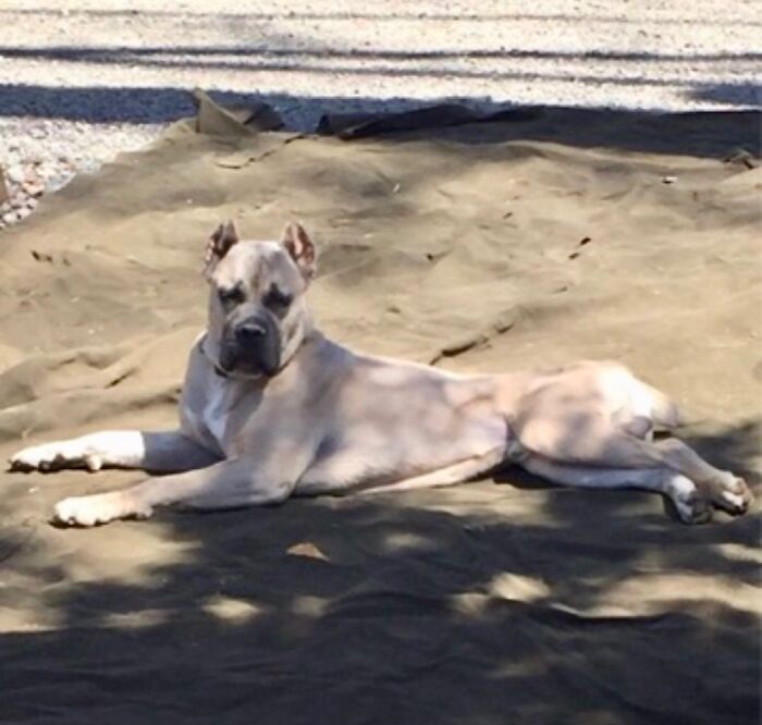 Hey Pandas, What Would Your Pet’s Profile Picture Be If They Could Have One? (Closed) Hey Pandas, What Would Your Pet’s Profile Picture Be If They Could Have One? (Closed)