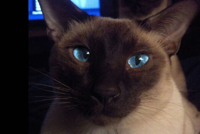 Hey Pandas, What Would Your Pet&#8217;s Profile Picture Be If They Could Have One? (Closed)