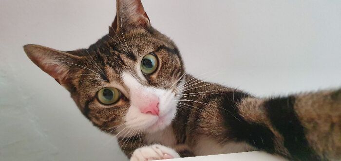 Hey Pandas, What Would Your Pet’s Profile Picture Be If They Could Have One? (Closed) Hey Pandas, What Would Your Pet’s Profile Picture Be If They Could Have One? (Closed)