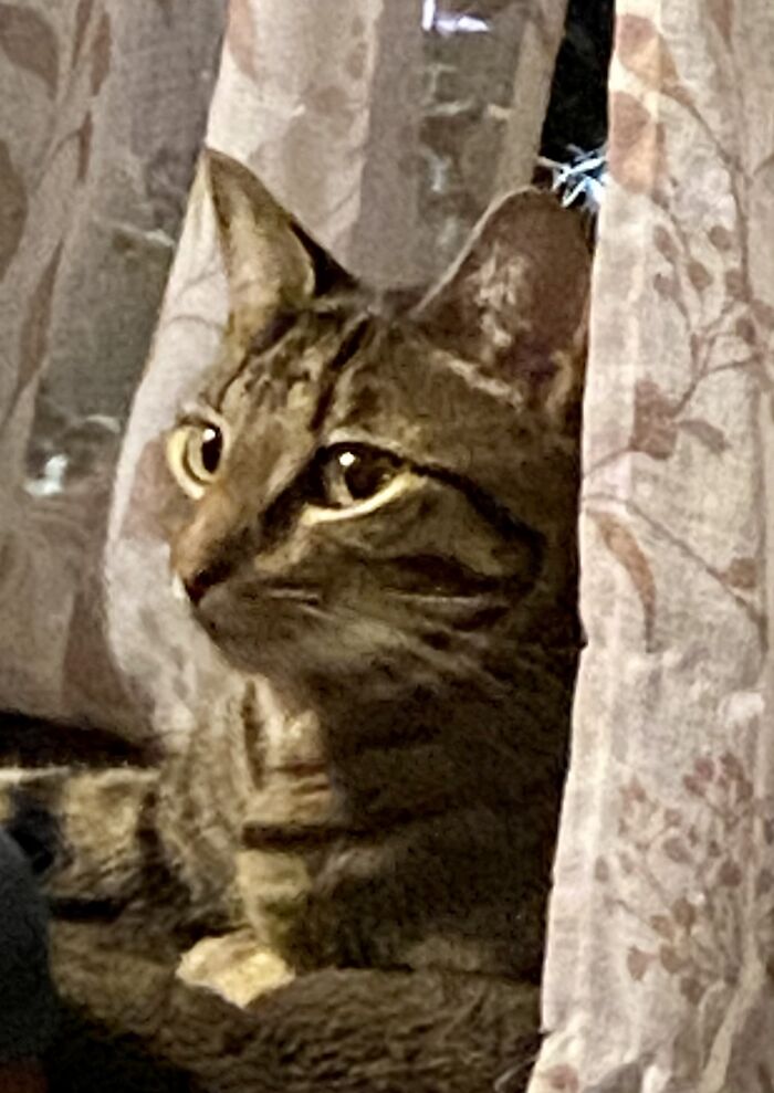 Hey Pandas, What Would Your Pet’s Profile Picture Be If They Could Have One? (Closed) Hey Pandas, What Would Your Pet’s Profile Picture Be If They Could Have One? (Closed)