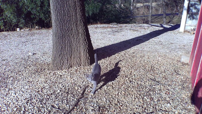 Hey Pandas, What Would Your Pet’s Profile Picture Be If They Could Have One? (Closed) Hey Pandas, What Would Your Pet’s Profile Picture Be If They Could Have One? (Closed)