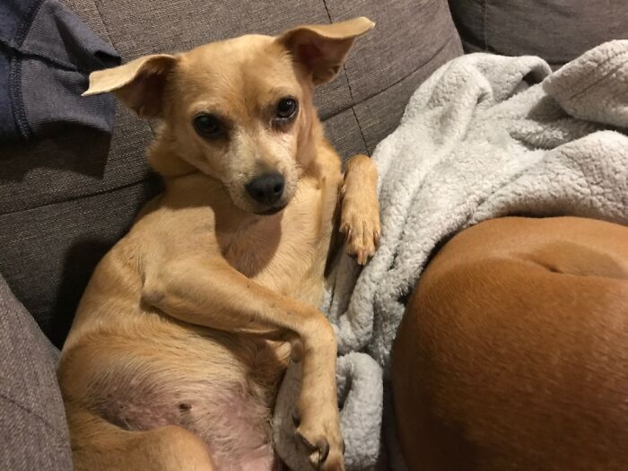 Hey Pandas, What Would Your Pet’s Profile Picture Be If They Could Have One? (Closed) Hey Pandas, What Would Your Pet’s Profile Picture Be If They Could Have One? (Closed)