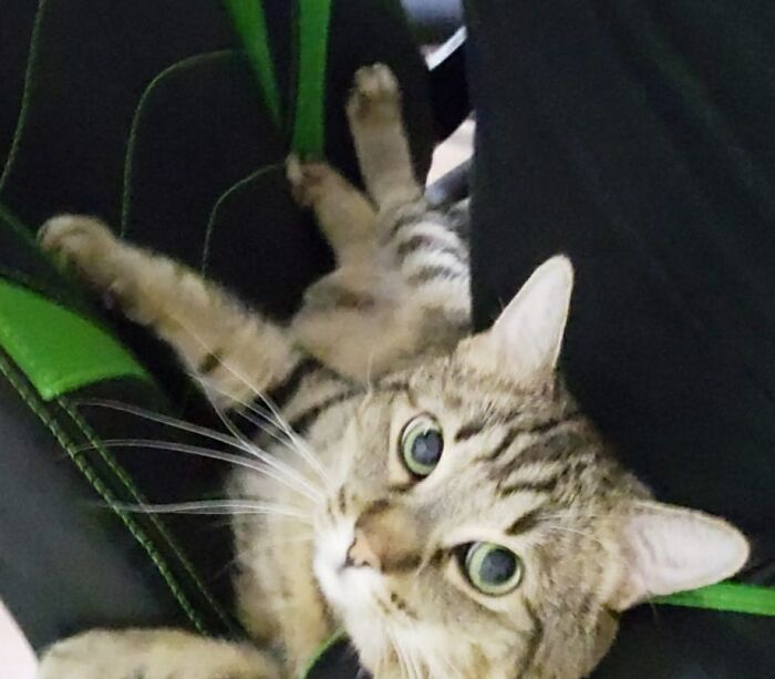 Hey Pandas, What Would Your Pet’s Profile Picture Be If They Could Have One? (Closed) Hey Pandas, What Would Your Pet’s Profile Picture Be If They Could Have One? (Closed)