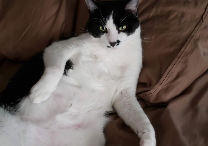 Hey Pandas, What Would Your Pet’s Profile Picture Be If They Could Have One? (Closed) Hey Pandas, What Would Your Pet’s Profile Picture Be If They Could Have One? (Closed)