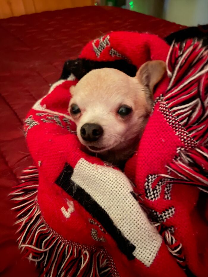 Hey Pandas, What Would Your Pet’s Profile Picture Be If They Could Have One? (Closed) Hey Pandas, What Would Your Pet’s Profile Picture Be If They Could Have One? (Closed)