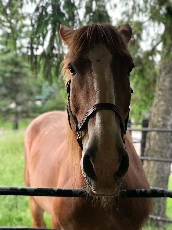 Hey Pandas, What Would Your Pet’s Profile Picture Be If They Could Have One? (Closed) Hey Pandas, What Would Your Pet’s Profile Picture Be If They Could Have One? (Closed)