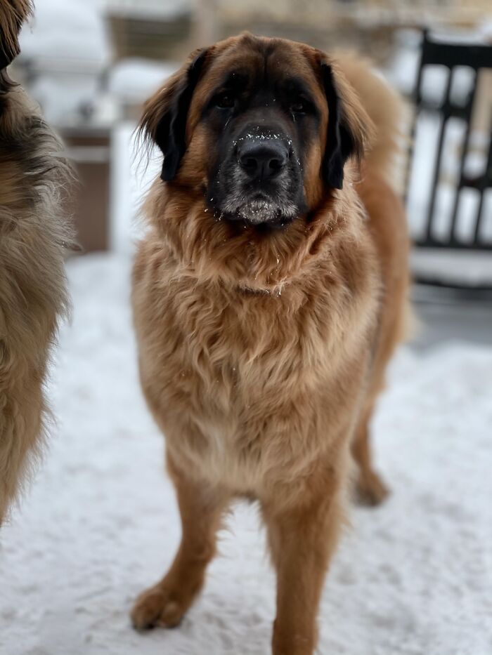 Hey Pandas, What Would Your Pet’s Profile Picture Be If They Could Have One? (Closed) Hey Pandas, What Would Your Pet’s Profile Picture Be If They Could Have One? (Closed)