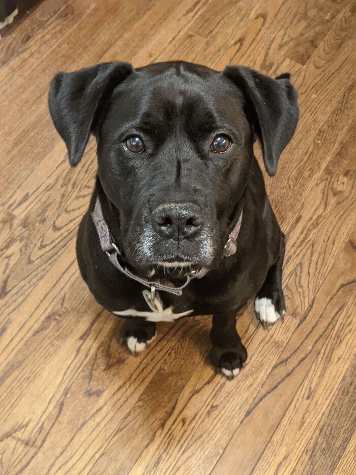 Hey Pandas, What Would Your Pet’s Profile Picture Be If They Could Have One? (Closed) Hey Pandas, What Would Your Pet’s Profile Picture Be If They Could Have One? (Closed)