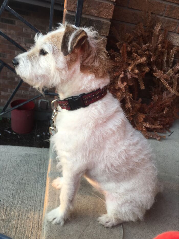 Hey Pandas, What Would Your Pet’s Profile Picture Be If They Could Have One? (Closed) Hey Pandas, What Would Your Pet’s Profile Picture Be If They Could Have One? (Closed)