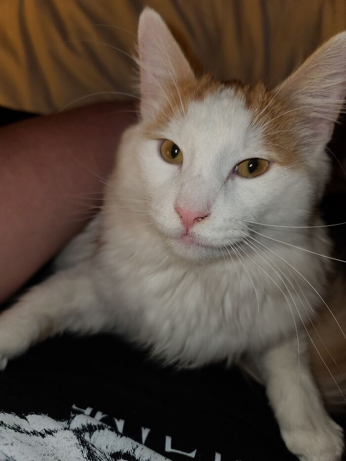 Hey Pandas, What Would Your Pet’s Profile Picture Be If They Could Have One? (Closed) Hey Pandas, What Would Your Pet’s Profile Picture Be If They Could Have One? (Closed)