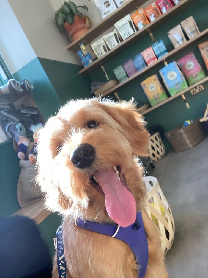 Hey Pandas, What Would Your Pet’s Profile Picture Be If They Could Have One? (Closed) Hey Pandas, What Would Your Pet’s Profile Picture Be If They Could Have One? (Closed)