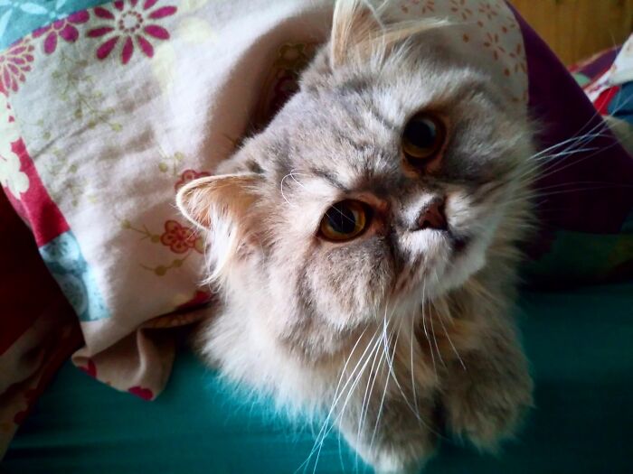 Hey Pandas, What Would Your Pet’s Profile Picture Be If They Could Have One? (Closed) Hey Pandas, What Would Your Pet’s Profile Picture Be If They Could Have One? (Closed)